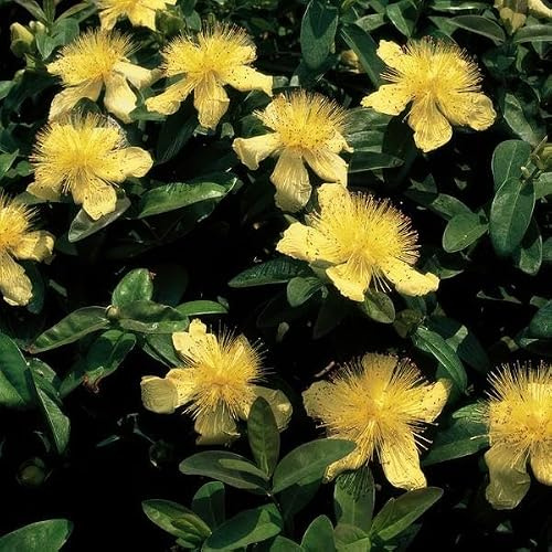 Hypericum calycinum Großkelchiges Johanniskraut 12 Pflanzen Ø9 cm 10-25 cm | bodendecker und Blühpflanze, pflegeleicht und sonnig, winterhart, für Beet und Kübel
