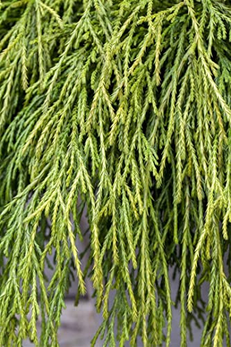 Gelbfadenzypresse Chamaecyparis pisifera Sungold 20-30 cm winterhart | Goldgelbes Nadelkleid, sonnig bis halbschattig, schnittvertraeglich, ideal fuer Kuebel, Beet und Steingarten