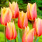 Mezcla De Bulbos De TulipáN, TulipáN Bulbos, PlantacióN Exterior, Sencilla, Tulip Bulbos, TulipáN Raro, Profesional. Flores Dobles Perennes, 25bulbos-I