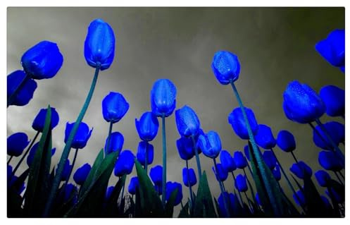 Tulipano Bulbi, Bulbi di Tulipani,Tulipani bulboso,Sani, Robusti, Compatti, Intatti, Turgidi, Vigorosi-10 bulbi