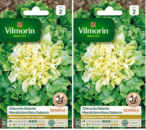 Vilmorin 3257542 Pack de Graines Chicorée Scarole Géante Maraichère Race Salanca Sélection (Lot de 2)