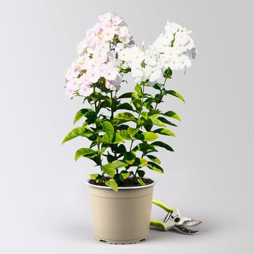 Kölles Beste Flammenblume 'Adessa® White', 3 Liter Topf