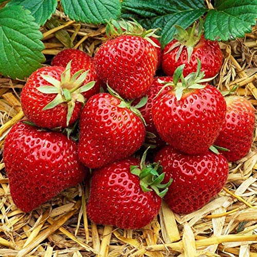 Strawberry 'Honeoye' Bare Root Hardy Mid Season Garden Bush Fruit Plants (20 Plants)