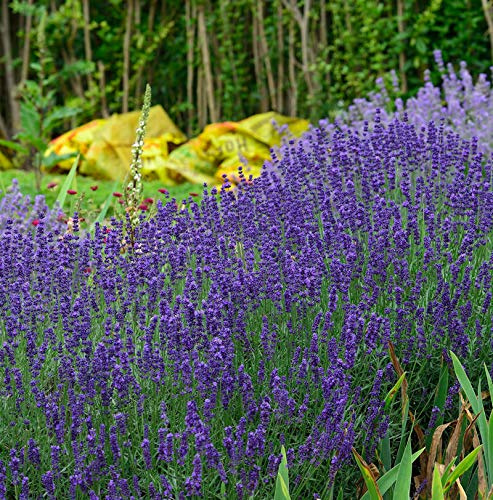 Echter Lavendel Hidcote Blue - großer Topf - Lavandula angustifolia - lebende Gartenpflanze aus den Baumschulen