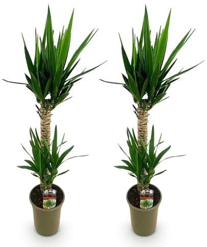 Green boutiQ - Plante d'intérieur - Yucca elephantipes - Yucca - Peu d'entretien - Vert - 2 - Pot 19cm - Hauteur 95cm