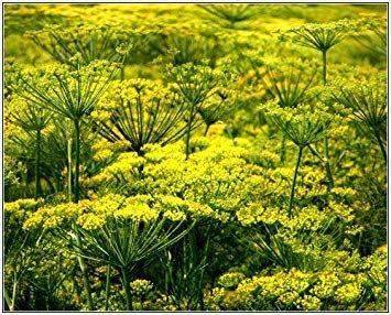 Samen Keimung: Dillsamen (Anethum graveolens) - Grow Your Own Frischer Dill Aromatisierung -500+ Seeds
