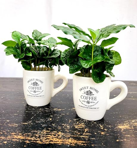 POWERS TO FLOWERS - PIANTA DEL CAFFE' DA FRUTTO, 2 PIANTE, COFFEA ARABICA, IN TAZZINA 9CM DIAMETRO, pianta vera