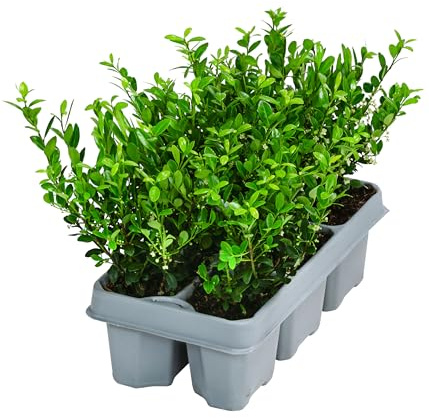 Dehner Japanische Stechpalme Jenny, 6 Stück, immergrün, ca. 10-15 cm | Ilex crenata, schnittverträgliches Gartengehölz, kompakter/dichter Wuchs, sonniger bis schattiger Standort
