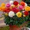 Bjxhgarden Lot de 20 bulbes de renoncules, bulbes de fleurs