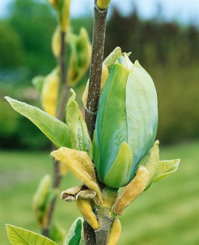 Magnolie Magnolia Blue Opal 60-80 cm Solitärgehölz winterhart | Blaue Blueten, sonniger bis halbschattiger Standort, frostfest, langlebig, ideal als Blickfang im Garten