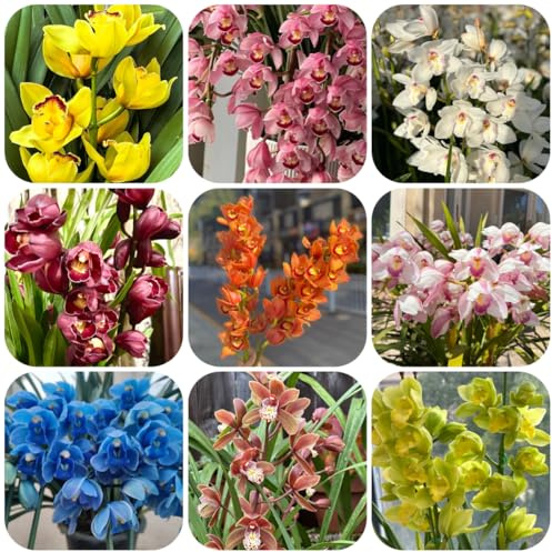 cymbidium comprar semillas, verano decoración de sala estar variedades antiguas invernaderos balcón regalos para los amantes la 250pcs