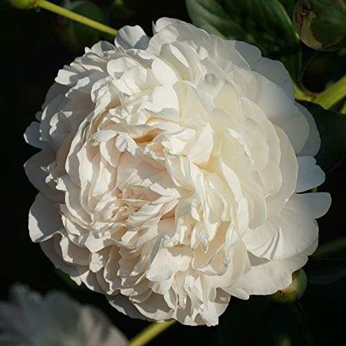 Peony 'Double White' Herbaceous Hardy Perennial Summer Flowering Garden Plants Classic Low Maintenance Plants for Cottage Gardens 1x 9cm Pots by Thompson and Morgan (1)