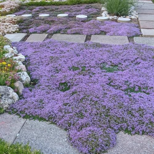 thymian bodendecker - stauden winterhart mehrjährig hochbeet, garden 85samen
