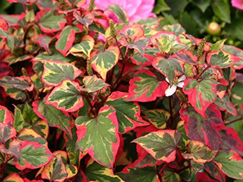 PPUK - 2 x Marginal Plants with a Pot & Compost - Houttuynia Chameleon