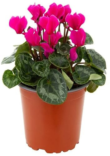 Violeta Persa Flor Natural para Casa y Oficina Cyclamen