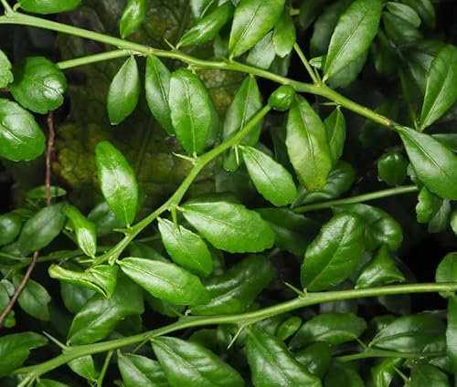 Citrus australasica Tree Caviar Lime or Finger fime in 12cm Pot Approx 20 cm Tall