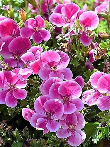 10 Pinto Rose Bicolore rosa geranio & Pelargonium blanco semi di Fiore