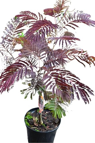 Seidenbaum Albizia julibrissin Summer Chocolate -R- 40-60 cm hoch 5 L | Winterhart & pflegeleicht – mit attraktiven Blüten und ungewöhnlicher Laubfarbe, ideal als Solitär, Blüte im Frühling