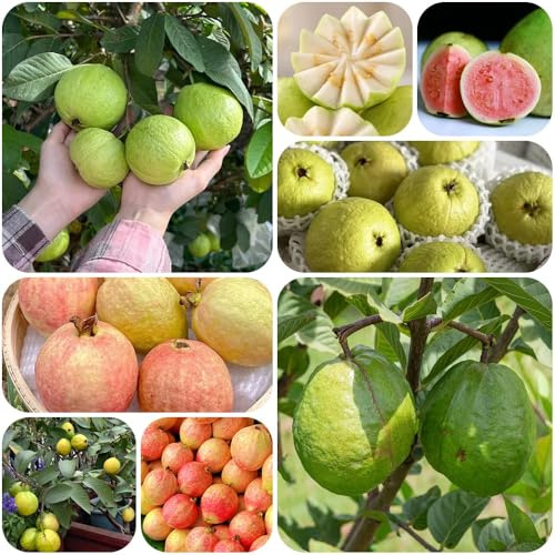 Semi di di guava, da colonnari semi da colonnare resistente balcone nani frutteto per il giardino guava, 85pcs
