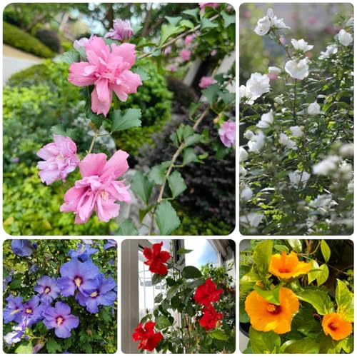 hibiskus zierblumen, blühende hibiskussamen winterhart, frühlingsblumen zimmerpflanzen topfpflanzen draußen winterhart 200pcs