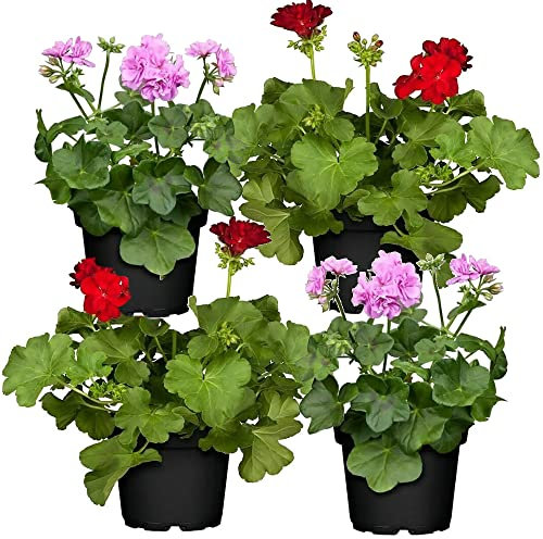 Geranios Naturales - Pack 4 Plantas - Flores de Calidad para Terraza y Jardín