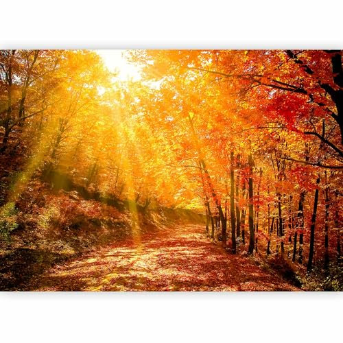 murando Fotomurales Bosque Sendero 350x256 cm XXL Papel pintado tejido no tejido coración Pared corativos Murales morna Diseno Fotográfico Paisaje Naturaleza Rayo de sol c-G-10002-a-a