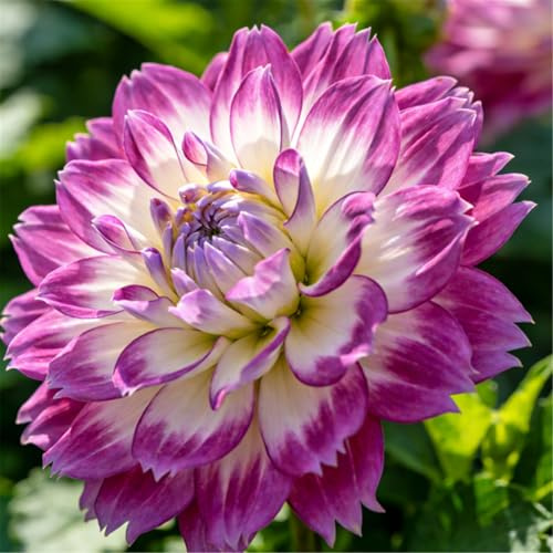 Dalia perenne de doble pétalo/Para plantar en jardín, balcón, maceta y suelo/Fácil de cultivar, florece en todas las estaciones-4 PCS-F