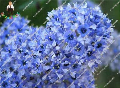 SEMI di fiori Buddleia freschi generici 50pcs per piantare blu