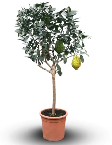 Attitude Jardin - Cedratier - citrus medica - agrume méditerranéen - arbre fruitier - 170-190 cm - ⌀ 35 cm