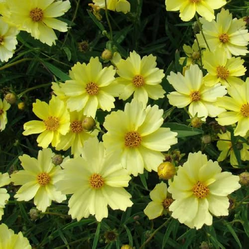 coreopsis - mädchenaugensamen zierblumen für sonnige plätze mädchenauge kletterpflanzen steingartenpflanzen wildblumen exotische blumenbeet balkon blumenwiese topfblumen gartendeko für 500samen