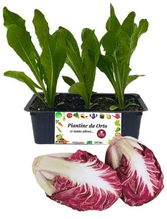 P. Piantine da Orto | Radicchio Verona Tardivo, Kit 9 Piantine, Pianta Pronta per il Trapianto, Pianta Vera da Orto, da Balcone e da Esterno, Vivaio Italiano