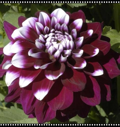 Mehrjährige Blumenzwiebel ist winterhart, Winterhart zwiebeln, Winterhart pflanzen, Blumenzwiebel Mix, Mysteriöse magische Glühbirne-2 Dahlien knollen