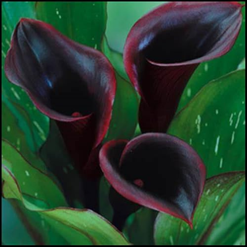 Blumenzwiebel Mix,Mysteriöse magische Glühbirne, Winterhart pflanzen, Mehrjährige Blumenzwiebel ist winterhart,Winterhart zwiebeln-2 Calla Lilien zwiebeln