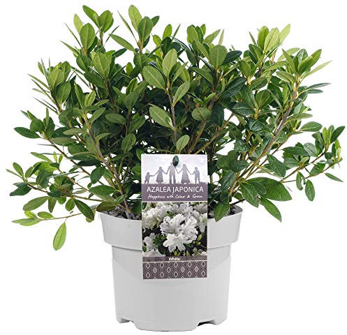 WEIßER AZALEA JAPANISCHER IMMERGRÜNER GARTENSTRAUCH HARDY GARTENPFLANZE IM 2L TOPF x1