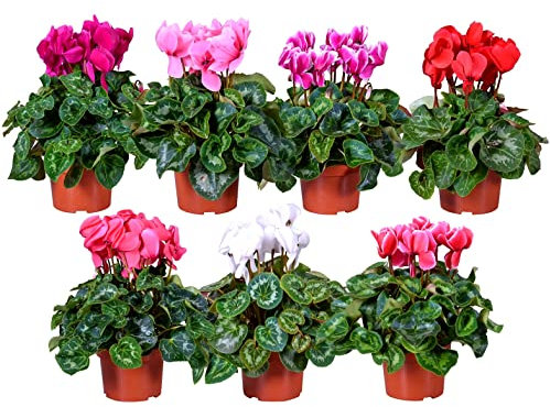 POWERS TO FLOWERS - CICLAMINO A FIORE PICCOLO SET 7 PIANTE, IN VASO 10CM, piante vere