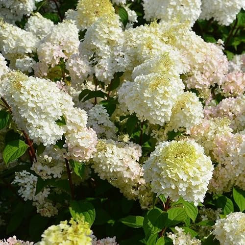 Rispenhortensie 'Diamantino'® - Hydrangea paniculata 'Diamantino'® - 30-40 cm Topf