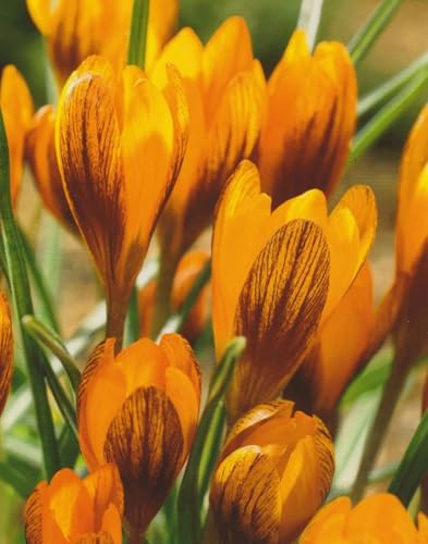 50 Botanische Krokusse Orange Monarch Blumenzwiebeln Crocus Blumenzwiebeln Blumenhandel Ullrich
