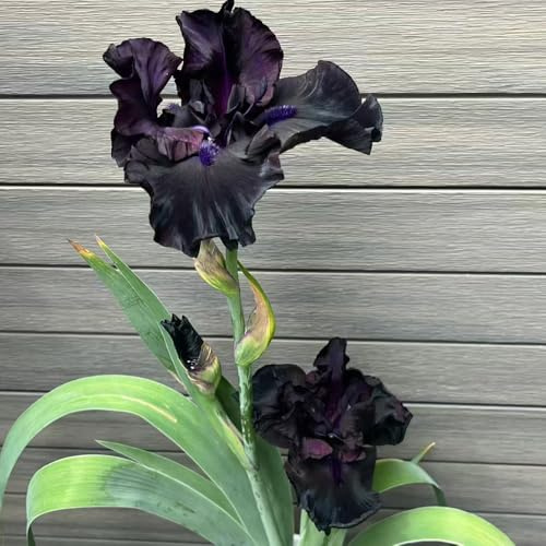 Bulbos de iris - de jardín resistentes para jardines rocas exótico iris, invernaderos balcón decoraciones jardín para exteriores resistentes en macetas al aire 2pcs