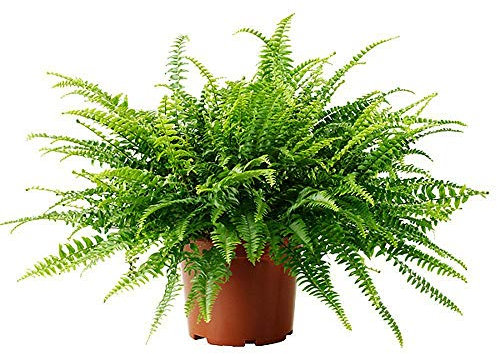 Boston Fern 'Green Lady' - Nephrolepis Exaltata in a 12cm Pot - Bushy Indoor Plant Gift
