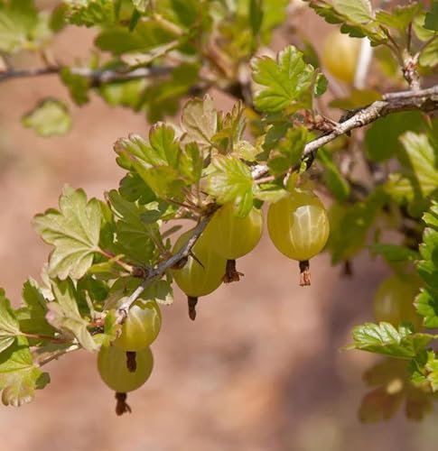 Hochstamm Stachelbeere rot 80-100cm - Ribes uva-crispa - lebende Gartenpflanze aus den Baumschulen