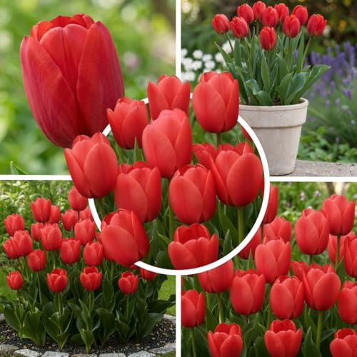 FLORIUM Tulpenzwiebeln Single (25 Stück Zwiebeln) Exklusive rote Tulpen aus Holland, Winterhart und mehrjährig für Garten, Töpfe, Balkon aus Amsterdam