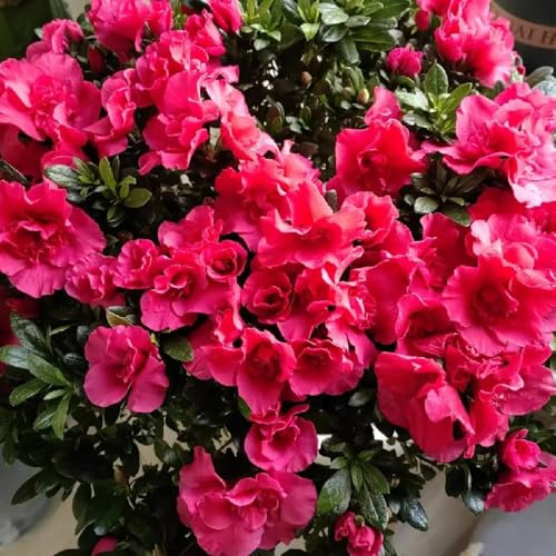 Semi di rododendro, rustiche per balconi azalea resistenti, esotici, Le perenni sono resistenti 200pcs
