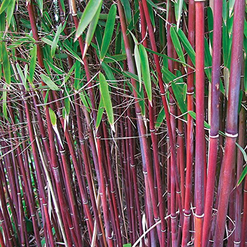 Red Umbrella Bamboo Plant for Outdoor Potted Easy to Grow Producing Red Stems and Contrasting Foliage for Screening, Containers & Borders, 1 x Fargesia Asian Wonder in 14cm Pot by Thompson & Morgan