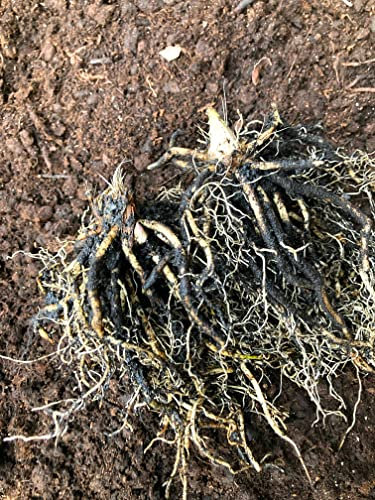 2 Bare Roots of White-Painted Plantain Lily (Hosta fortunei VAR. albopicta) Includes Postage