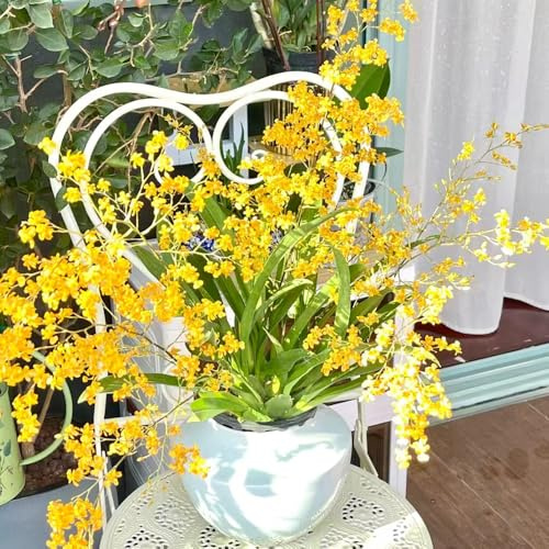 Semi di orchidea Oncidium - organico estivi da ufficio resistenti per giardini rocciosi arredamento del soggiorno vecchie varietà da balcone resistenti raro 450pcs