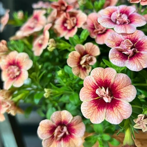 Comprar semillas de lirio de los valles jardín semillas pradera Calibrachoa elegans Decoraciones otoñales para un jardín resistente pradera decorativas perenne Decoración 250pcs