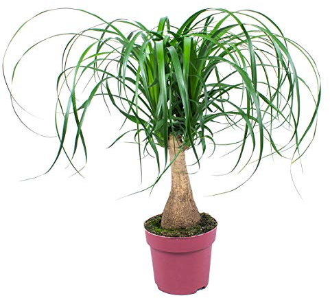 Bloomique - Beaucarnea Recurvata - Pied d’éléphant - Plantes d’intérieur - Dépolluante - Sans danger pour les animaux - Entretien facile - Hauteur 50-70 cm - Pot 19 cm