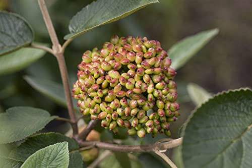 Runzelblättriger Schneeball Viburnum rhytidophyllum 60-80 cm immergrün | Große dunkelgrüne Blätter, dichter Wuchs, weiße Blüten im Frühjahr, ideal als Sichtschutz, halbschattig bis sonnig
