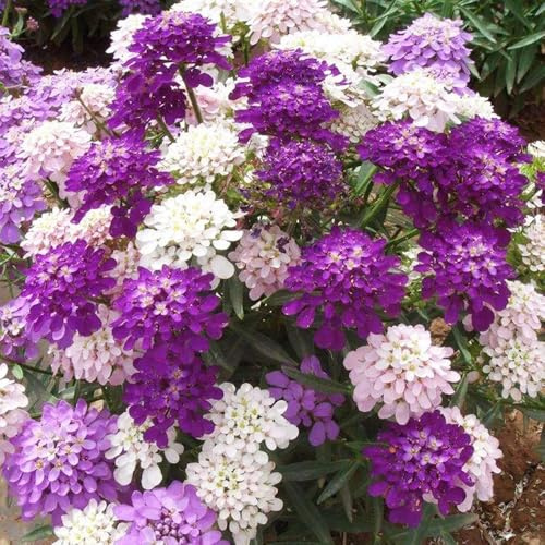 semillas resistentes de candytuft -pradera elevados interior 200pcs