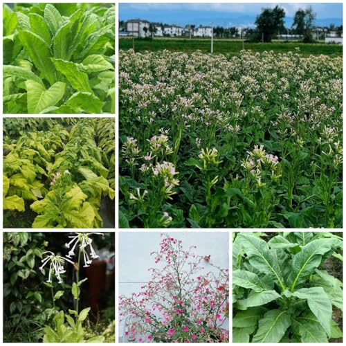 semi di tabacco da giardino tappezzanti, tappezzanti resistenti, luoghi soleggiati, balcone Orto per balconi, 300pcs